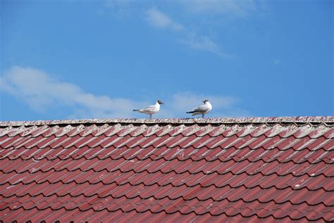 birds pecking at roof